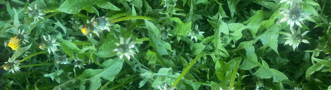 Taste of Cordova: Dandelion Capers